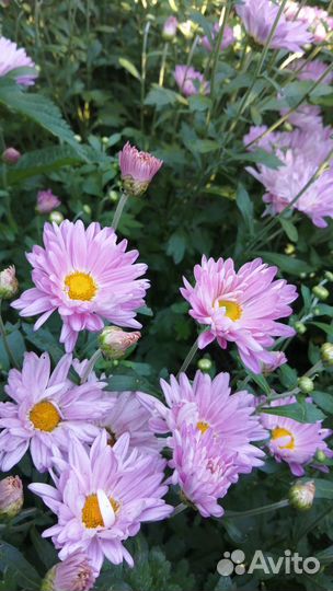 Хризантема