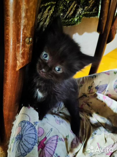 Котята от домашней кошки в добрые руки