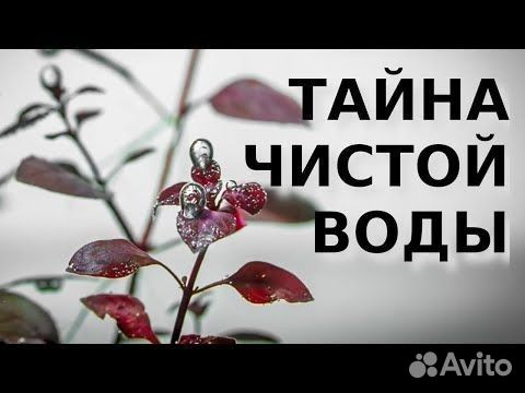 Чистка аквариума Аквариумист Запуск аквариума