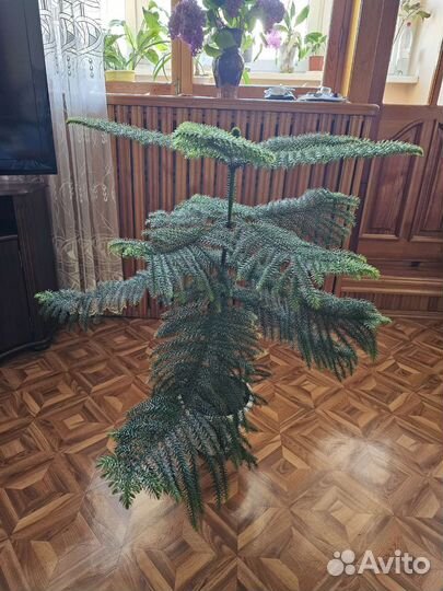 Араукария (комнатная ёлка)