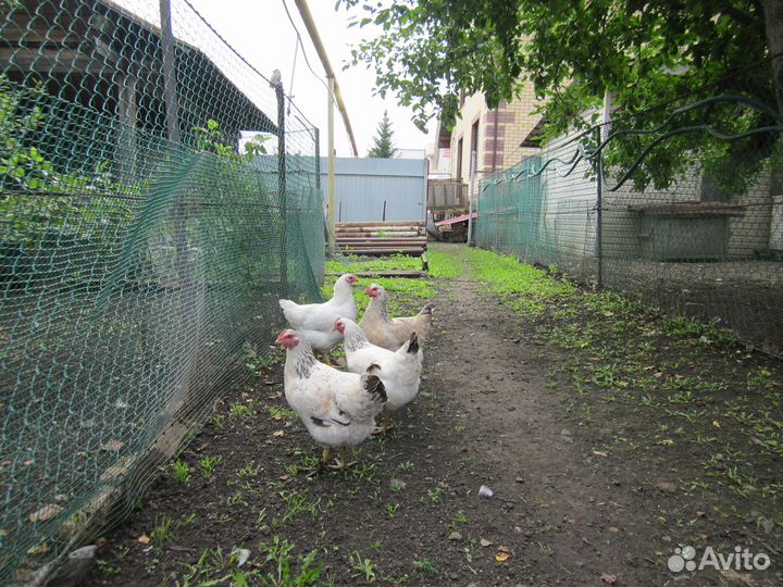 Куры молодки Мастер Грей 3,5 месяца