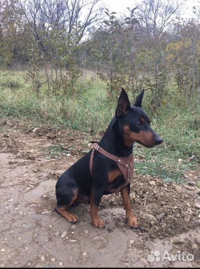 Вязка цвергпинчер