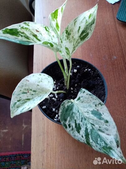 Сциндапсус марбл квин