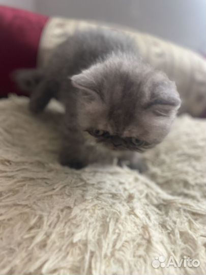 Кошка экзот