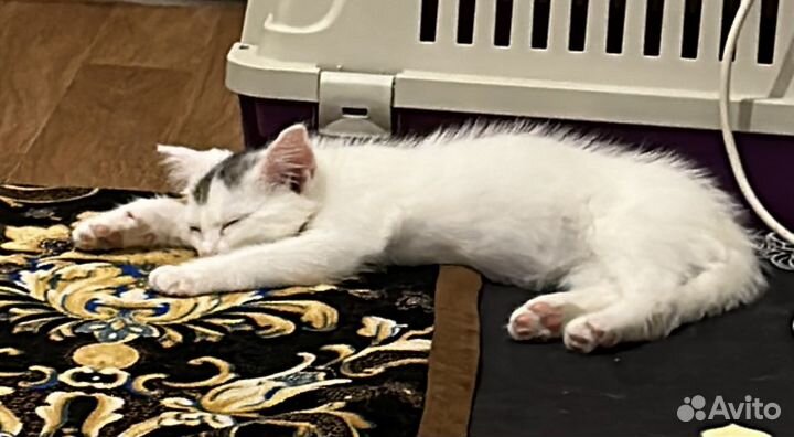 Котенок без породы