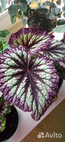 Эписции,бегония,кливия,стрептокарпус, хойя