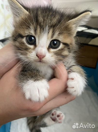 Котёнок девочка