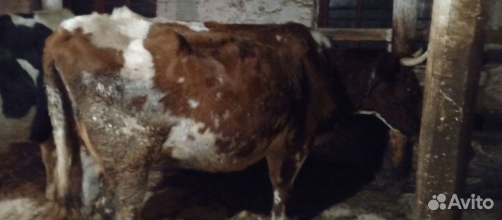 Корова на мясо