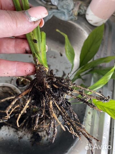 Спатифиллум