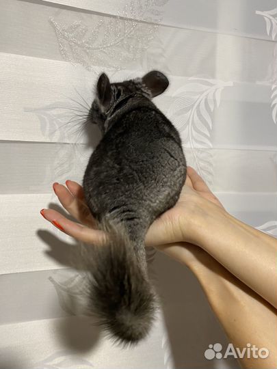 Шиншиллы девчата