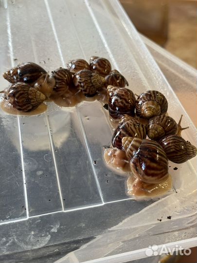 Улитки ахатины бесплатно