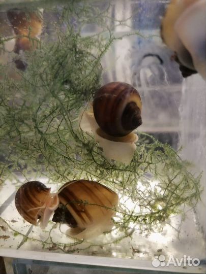 Аквариумные рыбки собственного разведения