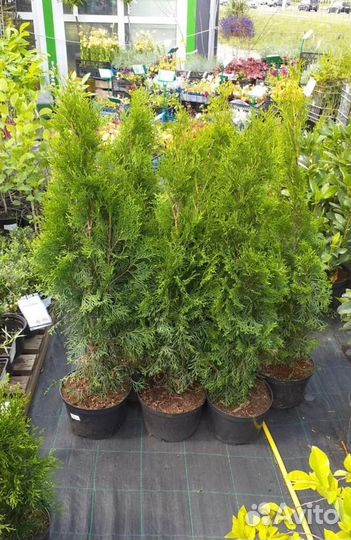 Туя смарагд 80-100 см