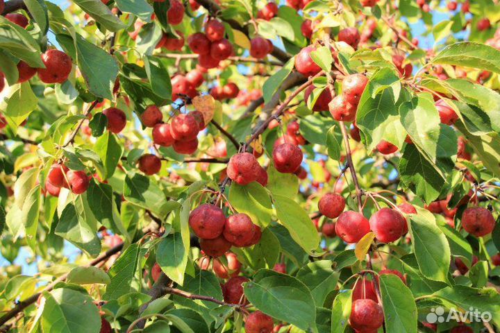 Райские яблочки