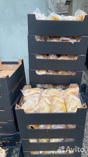 Куры халяль / куры оптом