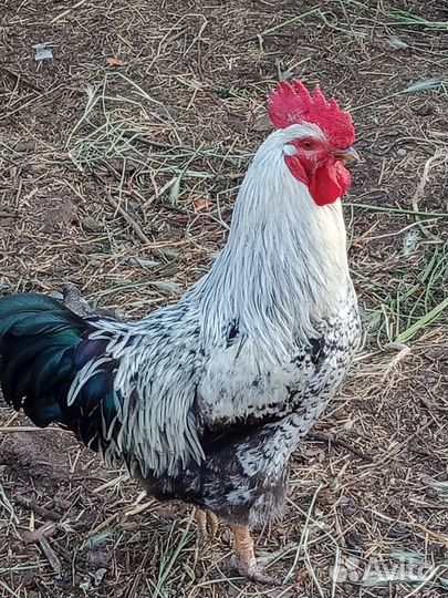 Петухи