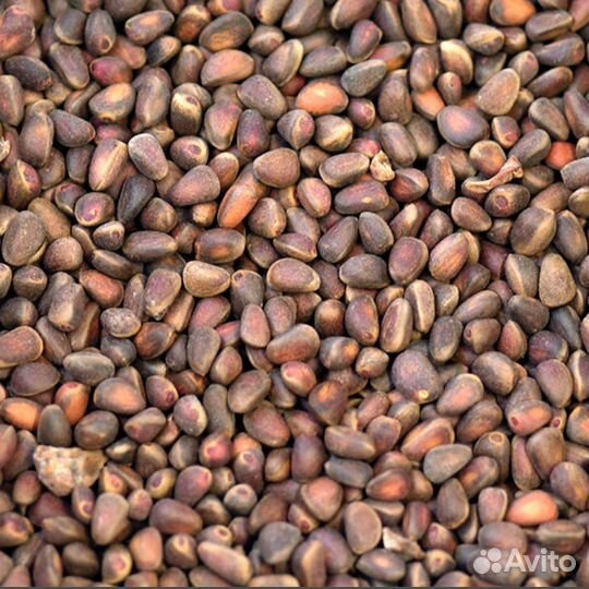 Шишка кедровая орех