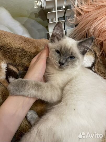 Кошечка в добрые руки