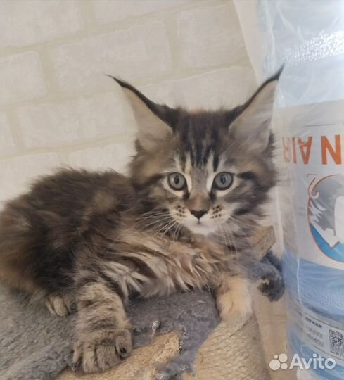 Котята мейн-кун