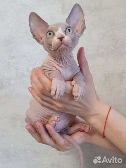 Канадский сфинкс котенок