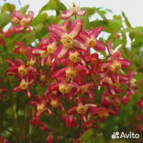 Горянка красная, многолетник