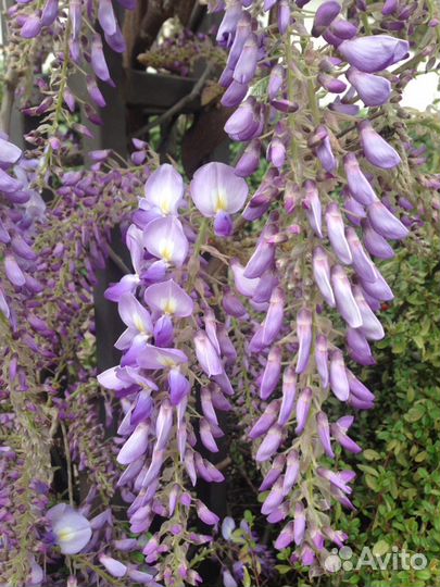 Глициния пышноцветная японская лиловая