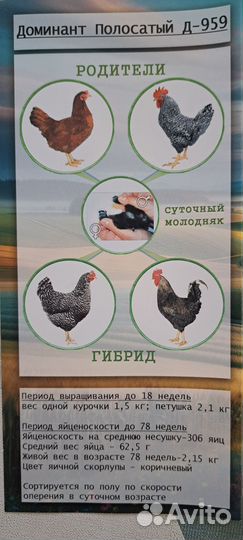 Молодняк птицы