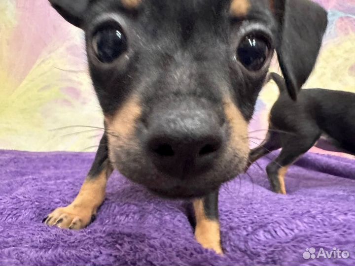 Той-терьер щенки