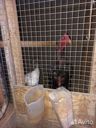 Петухи и курицы О Шамо