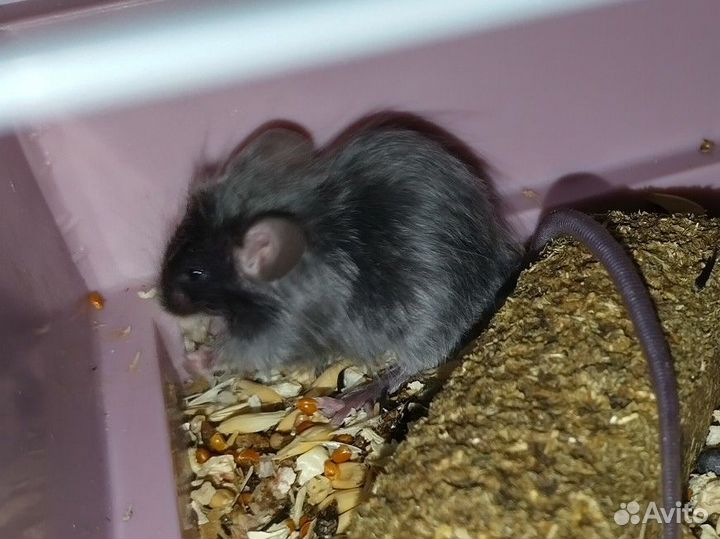 Сатиновые мышки