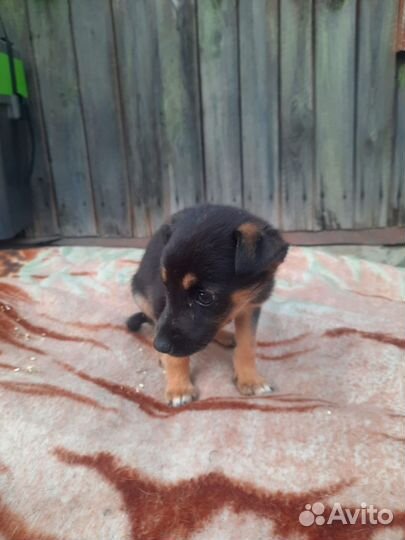 Щенок в добрые руки бесплатно