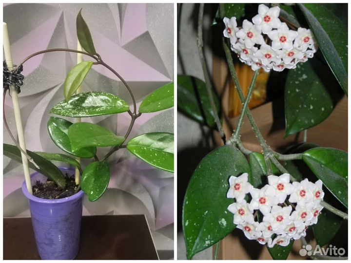 Комнатные цветы