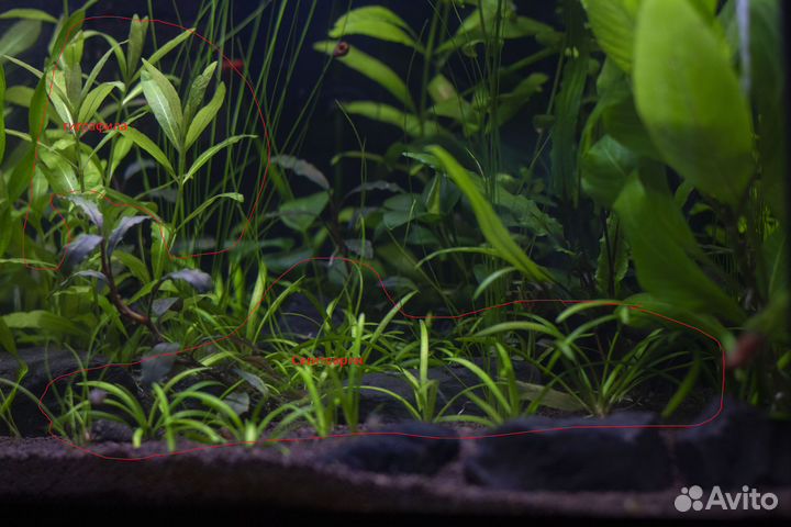 Аквариумные растения