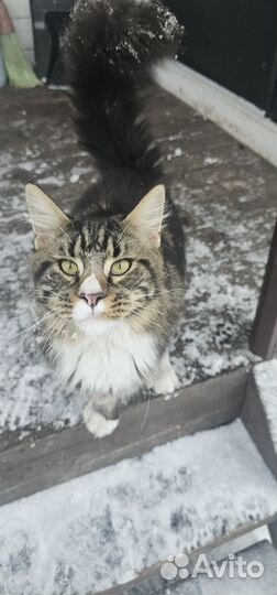 Кот Мейн-Кун