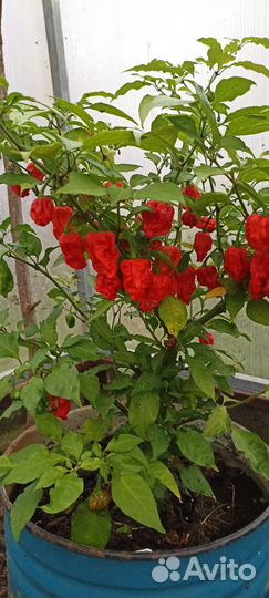 Перец каролина рипер