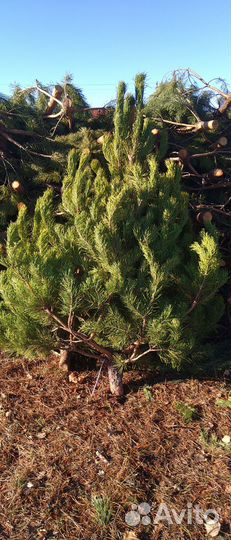 Сосна новогодняя (ёлка) оптом