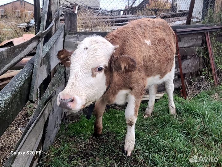 Тёлочка 10 мес