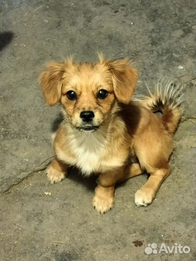 Щенок в добрые руки