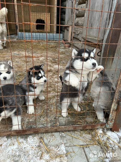 Щенки сибирской хаски