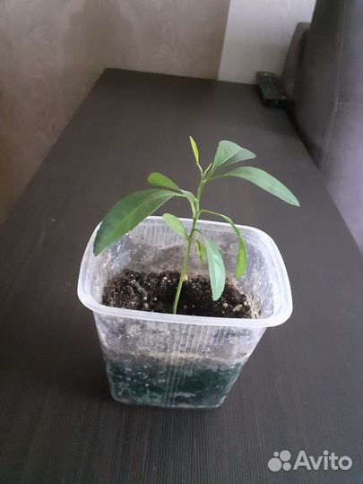 Лимонное дерево