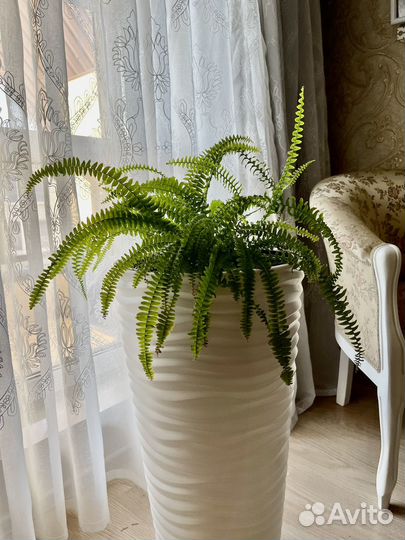 Папоротник Нефролепис (Nephrolepis) кудрявый