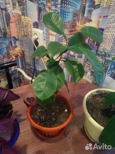 Цветы комнатные