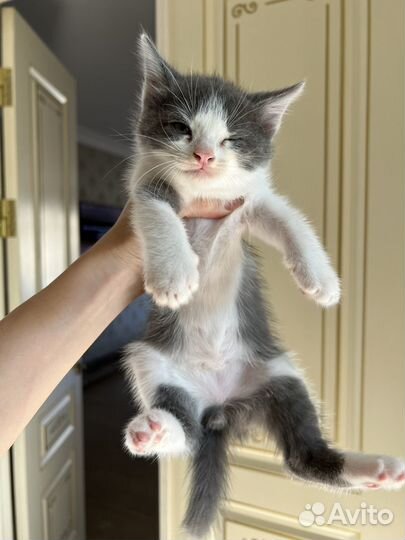 Котята в добрые руки бесплатно
