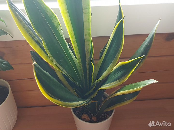 Сансевиерия