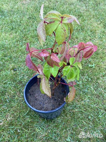 Девичий(дикий) виноград