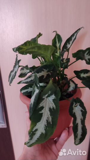 Сингониум Венланда