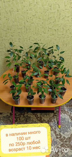 Фикус Бенджамина Даниэль