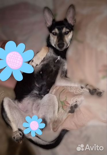 Собака в добрые руки