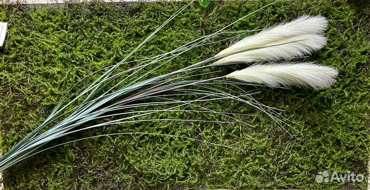 Пампасная трава, тросник 150 см