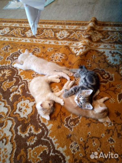 Котята